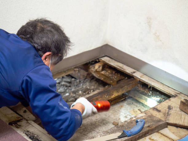 Mold Removal and Inspection in Hazard, KY