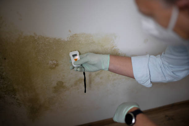 Best Affordable Mold Removal  in Hazard, KY