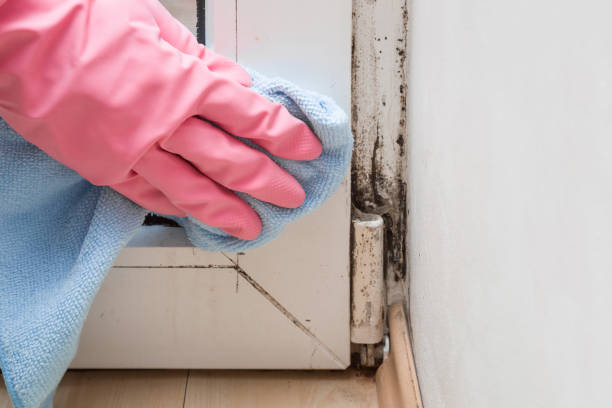 Best Mold Remediation  in Hazard, KY
